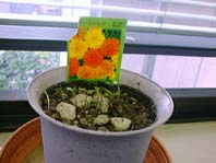 �}���[�S�[���h