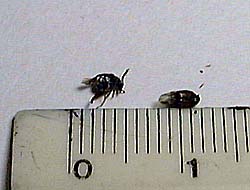 ���S�}���V