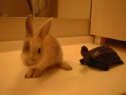 �E�T�M�ƃJ��