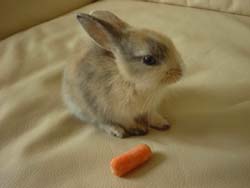 �I�����_�E�T�M