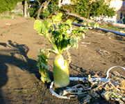 ���ׂ��ɐH�ו����I