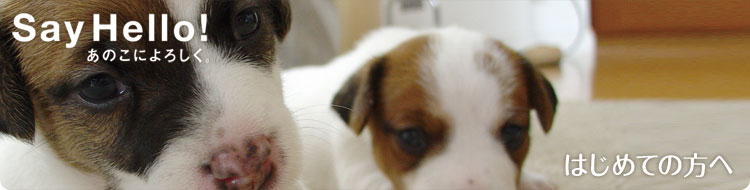 �͂��߂Ă̕���