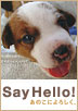 SAY HELLO!�o�i�[-�T���R�o�[�W����