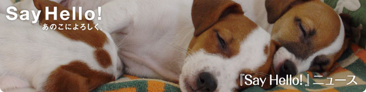 Say Hello! �j���[�X