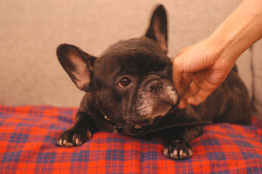 �R�p���ƃ^�I��